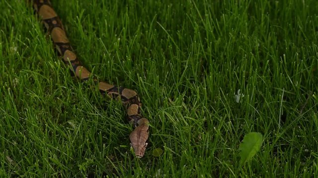 boa constrictor crawls on the grass in Sunny weather, dangerous snake glides on the lawn	
