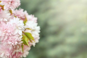 Beautiful sakura flowers on a branch on a green background. Beautiful spring flowers. Copy space.