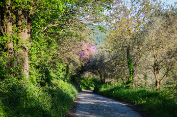 Fototapeta na wymiar Footpath under the trees in a sunny day in spring in the Euganean hills, Padova - italy