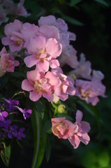 Obraz premium pink rose bush