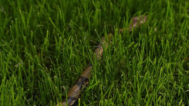 boa constrictor crawls on the grass in Sunny weather, dangerous snake glides on the lawn	