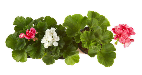 pink geranium in a pot isolated on white