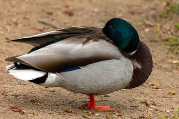 Naklejka na ściany i meble Wild duck Mallard on the lake. Close-up.