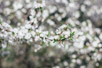 Obraz premium Blooming apple tree. Branches of a blossoming tree. Spring. White flowers on a tree
