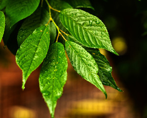 Cherry Tree Leaves after Morning Rain