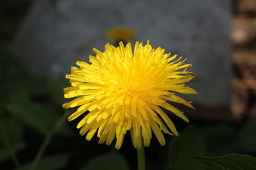 kwiat,flowers,słońce,zieleń,makro,żółty,beuty © Grzegorz