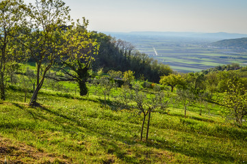 Naklejka premium Lush vegetation on Euganean Hills at spring, near Este, Padova, Italy