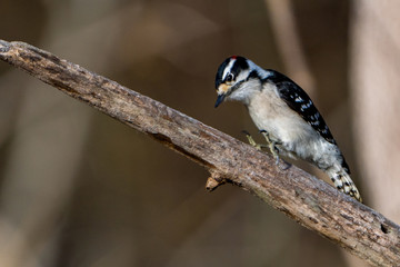 Obraz premium Downy woodpecker perched on a branch in the woods and forest