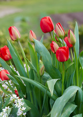 growing beautiful red tulips in garden
