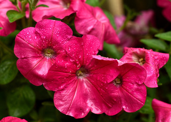 Petunias after Morning Rain