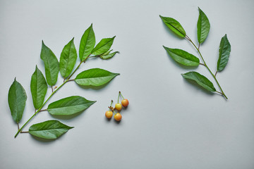Branch of cherry with green leaves on the grey background 