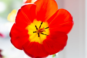 Red with yellow center tulip flower close up