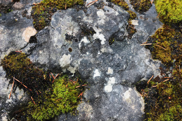 lichen on rock