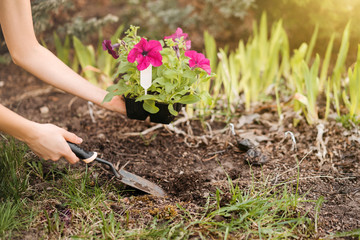 A young woman planting petunia flowers in the garden. Gardening, botanical concept. Selective focus.