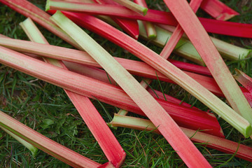 fresh rhubarb in early spring