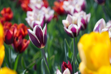 Beautiful Tulips on a spring day