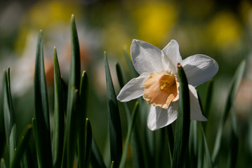 Fototapeta premium Beautiful Tulips on a spring day