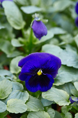 pansies on a flower market