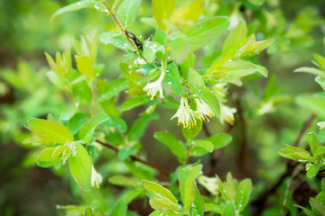 Fototapeta na wymiar Blooming honeysuckle branch in rainy day. Selective focus. Shallow depth of field. 