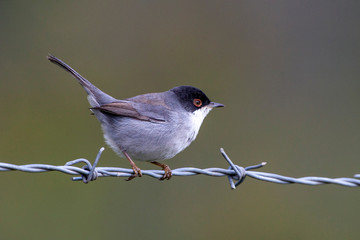 Sardunyalı ötleğen, Sylvia melanocephala, bush dalında bekar erkek.
