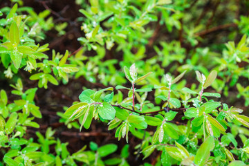 Blooming honeysuckle branch in rainy day. Selective focus. Shallow depth of field.
