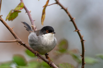 Sardunyalı ötleğen, Sylvia melanocephala, bush dalında bekar erkek.