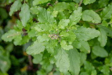 Green leaves and small flowers of Ocimum tenuiflorum or Ocimum sanctum (Holy basil, Thai basil, tulsi) ,Tulsi leaves background.green Tulsi leaf. Holy basil leaves Ingredients for thai cooking.