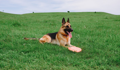 German shepherd lying on the grass. Dog in the field.