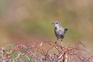 Sardunyalı ötleğen, Sylvia melanocephala, bush dalında bekar erkek.