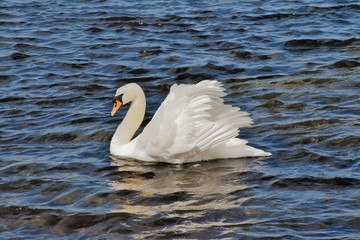 beautiful swans on the lake