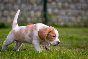 Happy beagle puppy