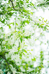 Blooming bird cherry tree in the garden. Selective focus.