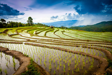 Beautiful landscape view of rice terraces and cottages in the rainy season and mountain in the background,Pa bong Pieng,Mae Jam, ChiangMai,Thailand