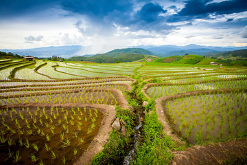 Beautiful landscape view of rice terraces and cottages in the rainy season and mountain in the background,Pa bong Pieng,Mae Jam, ChiangMai,Thailand