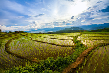 Beautiful landscape view of rice terraces and cottages in the rainy season and mountain in the background,Pa bong Pieng,Mae Jam, ChiangMai,Thailand