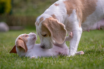 Happy beagle puppy