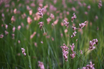 Pink wildflowers in the grass at sunset. Flowers in the meadow landscape. Close-up. Evening countryside background. Quiet. Rural scene. Calm.