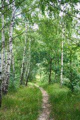 Ścieżka prowadząca przez brzozowy las