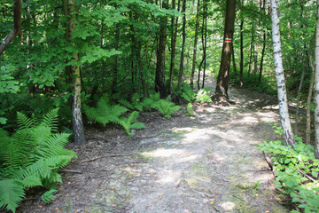 Szlak turystyczny przez las w Górach Świętokrzyskich © Monika