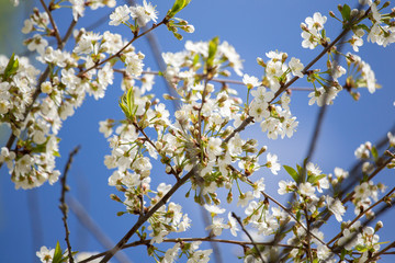 Cherry blossom trees in spring
