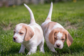 Beagle puppy