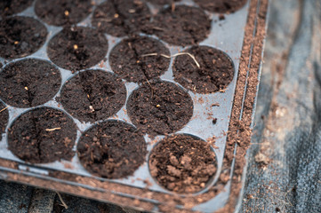 Vegetable seeds growth in the soil tray