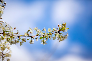 Cherry blossom trees in spring