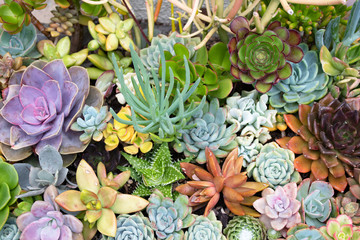 colorful flowers in the garden