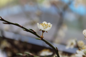 kwiat,gałązka,beuty,flowers,biały,piękne