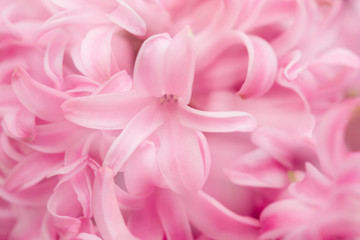Artistic macro shot of a Hyacinth close-up