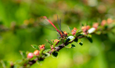 red dragonfly on a green leaf