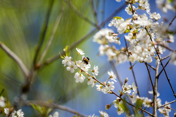 Cherry blossom trees in spring