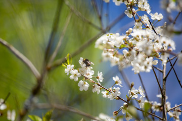 Cherry blossom trees in spring