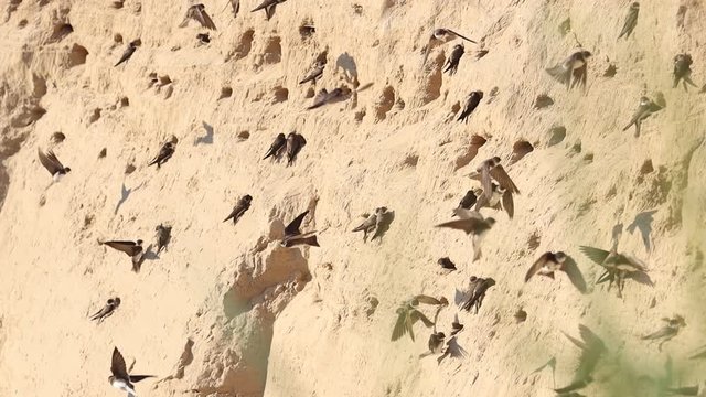 sand martins fly near a hole in the sand